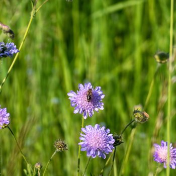 Biodiversiteit
